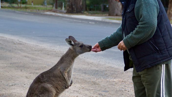 South Australia Grampians Halls Gap Kangaroo