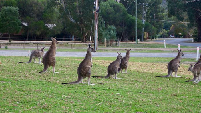 South Australia Grampians Halls Gap Kangaroo