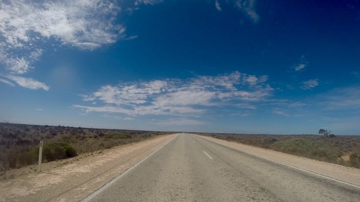 South Australia Nullarbor Plain Tree