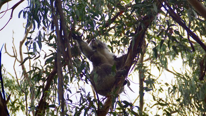 Australia Victoria Great Ocean Road Koala