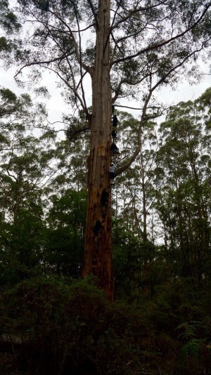 Gloucester Tree Pemberton Australia