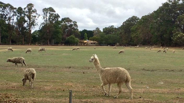 Margaret River Australia Lama