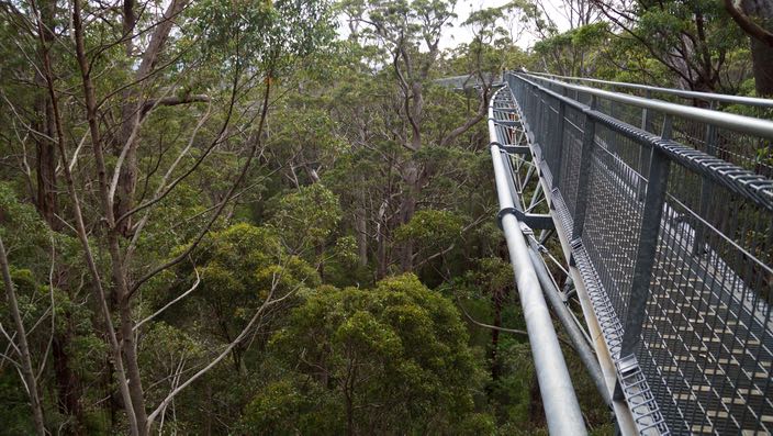 Tree Top Walk Valley of the Giants Australia