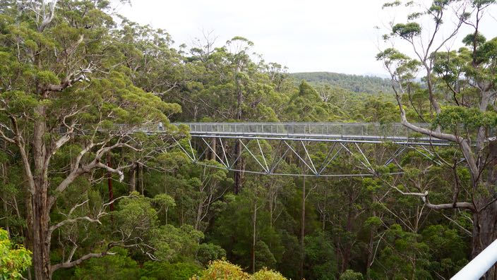 Tree Top Walk Valley of the Giants Australia