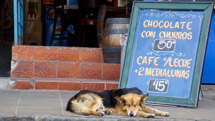 Buenos Aires Hund