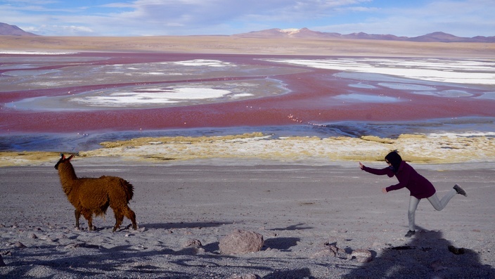 Bolivien Laguna Colorada Lama