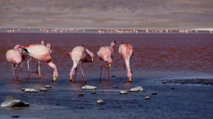 Bolivien Laguna Colorada Flamingos