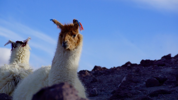 Bolivien Laguna Colorada Lama