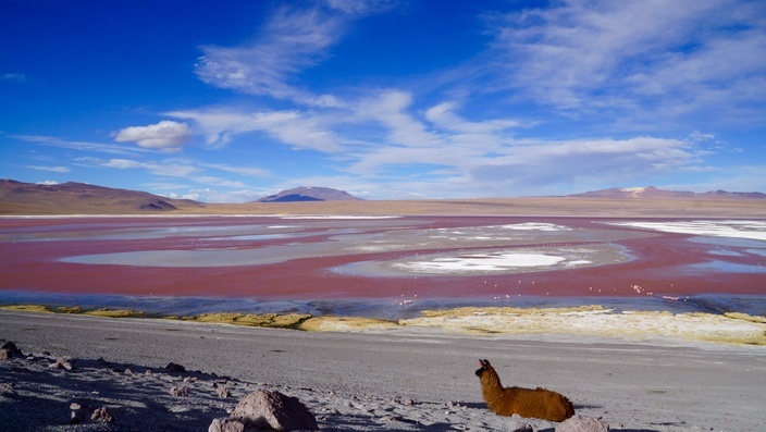 Bolivien Laguna Colorada Lama