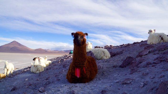 Bolivien Laguna Colorada Lama