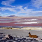 Bolivien Laguna Colorada Lama