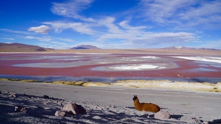 Bolivien Laguna Colorada Lama