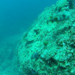 Scubadiving Koh Lanta corals