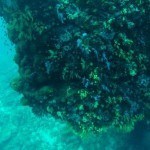 Scubadiving Koh Lanta corals