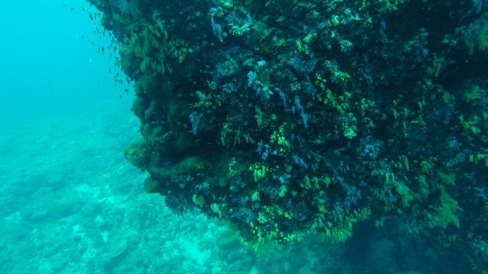 Scubadiving Koh Lanta corals
