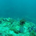 Scubadiving Koh Lanta lion fish