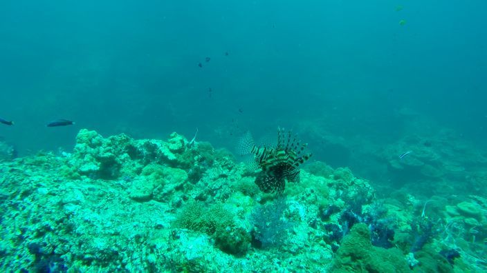 Scubadiving Koh Lanta lion fish