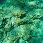 Scubadiving Koh Lanta starfish