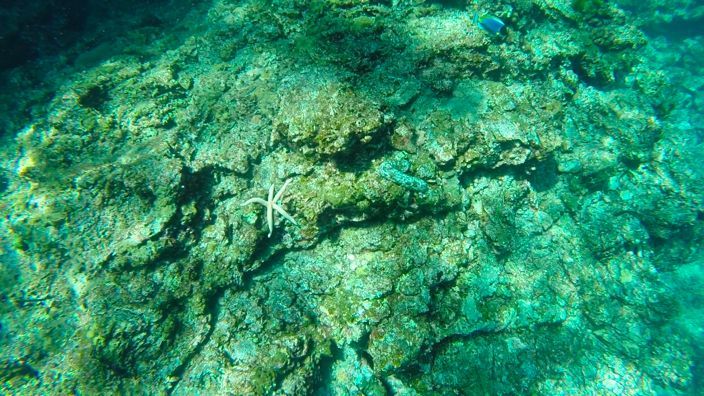 Scubadiving Koh Lanta starfish