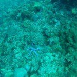 Scubadiving Koh Lanta starfish