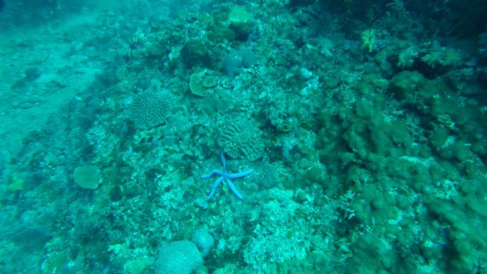 Scubadiving Koh Lanta starfish
