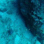 Scubadiving Koh Lanta sea snake