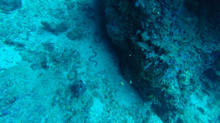 Scubadiving Koh Lanta sea snake