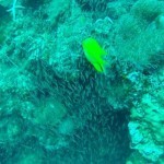 Scubadiving Koh Lanta yellow fish