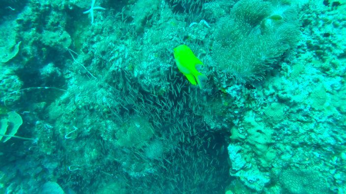 Scubadiving Koh Lanta yellow fish