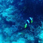 Scubadiving Koh Lanta clown fish