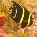 Diving in Mexico Fish