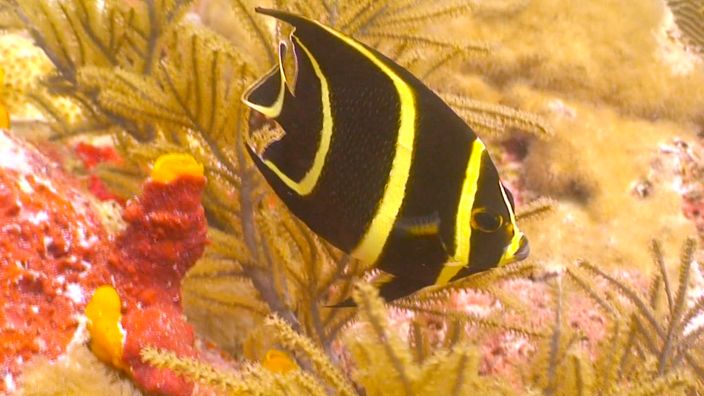 Diving in Mexico Fish