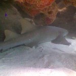 Diving Mexico Nurse Shark