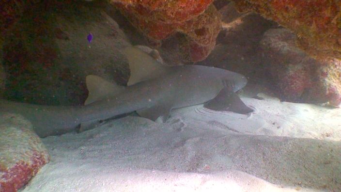 Diving Mexico Nurse Shark