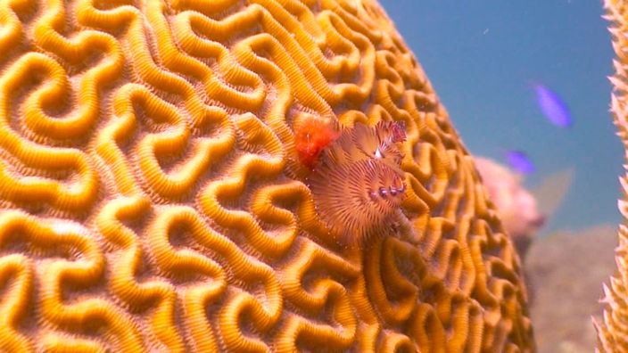 Scubadiving in Mexico