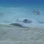 Scubadiving Stingray