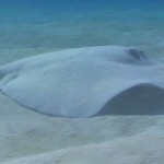 Diving Stingray