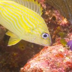 Scubadiving fish yellow