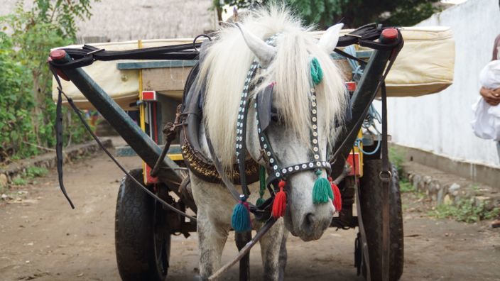 Gili T Horse