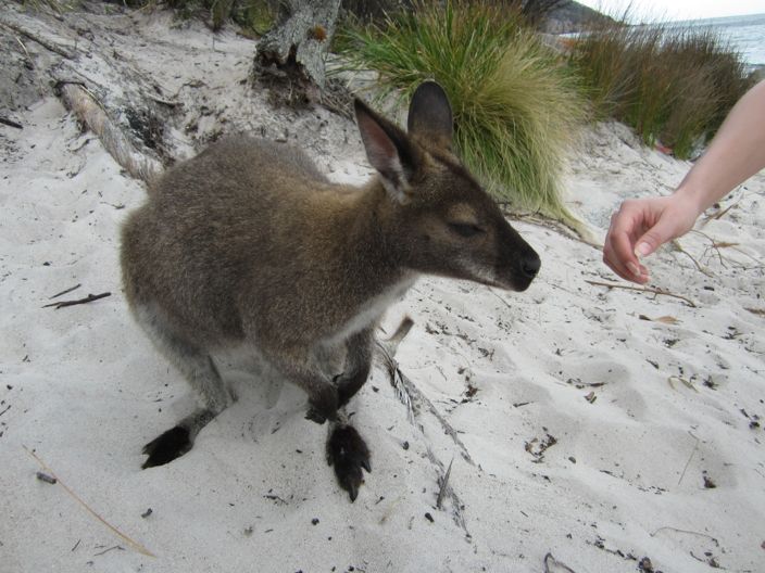 Cangaroo Wineglass Bay