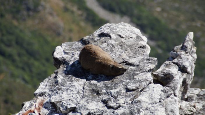 Cape Town Table Mountain Dassie