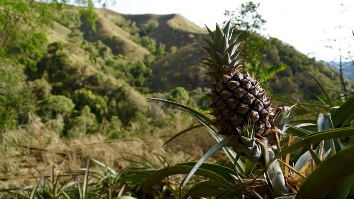 Salento Don Eduardo Kaffeefarm Ananas