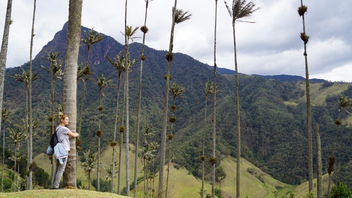 Wachspalmen Valle de Cocora Salento