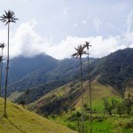 Wachspalme Valle de Cocora Salento