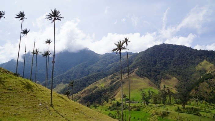 Wachspalme Valle de Cocora Salento