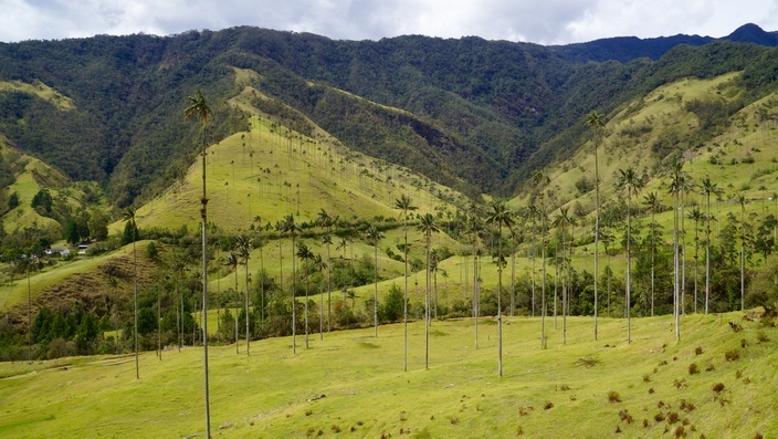 Wachspalmen Valle de Cocora Salento