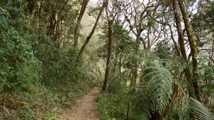 Wald Valle de Cocora Salento