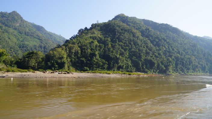 Laos Mekong Water Buffalo