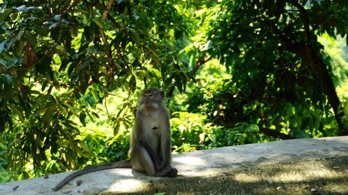 Lombok Monkey Forest