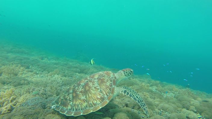 Gili Trawangan Seaturtle Snorkeling